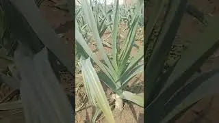G1 Garlic Swabi Farm #garlic #g1 #agriculture #g1short