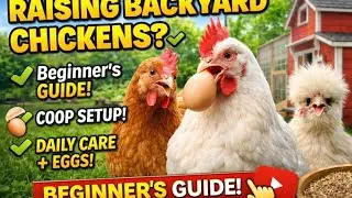 Raising Backyard Chickens? Watch This Before You Start!