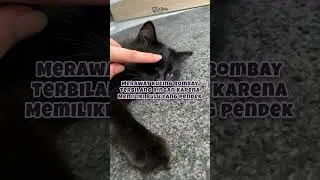 Yuk kenalan sama kucing Bombay