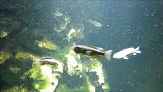 Lake Natron tilapia (Alcolapia alcalicus)