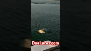 DOA Terroreyz AKA Tarpon Candy @ DoaLures.com #doa #fishing #doalures #shorts