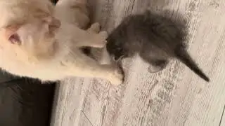 Dad and kitty bonding 
