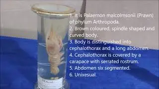 CLASS: XI @ PRACTICAL: STUDY OF CHARACTERS OF ANIMAL SPECIMENS AND IDENTIFICATION WITH REASONS.