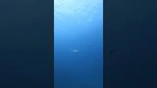 Wait for the shark  #shark #underwater #scubadiving #schooloffish
