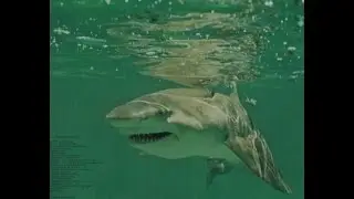 Jimmy Buffett - Come Monday