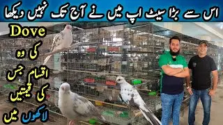 Visit Biggest Dove Mutations Setup |Red Paid | Diamond Paid |Blue Paid Dove@SYEDBIRDS