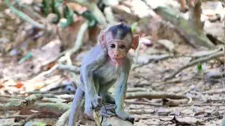 Baby monkey Monica left alone, abandoned, she's hungry and scared, being bullied.