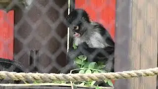 Baby spider monkey eats some yummy leaves at the stlouiszoo #spidermonkey #stlouiszoo #animals 
