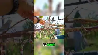 Taming Parakeets  The Simple Millet Hand Feeding Recipe
