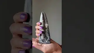 Orthoceras Fossil Display Stone Historic Showpiece