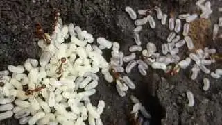 Myrmica rubra -  Egg and larvae - Rau&eth;ir maurar  -  Maurab&uacute; -  Egg og lirfur - Skord&yacute;r -  P&ouml;ddur