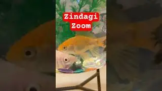 Zoom Karke Zindagi Ko Dekho #fish #goldenfish #whitefish #family #home #house #zoom #zindagi #love