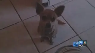 Case against PETA over killed, kidnapped dog moves forward