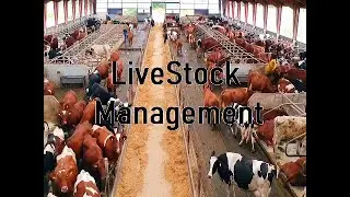Livestock Management Project (Software) in CodeIgniter with Source Code & Database