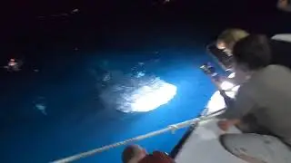 Whale Shark in Maldives- Night Snorkel