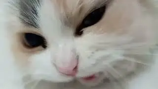White And Brown And Black Cat
