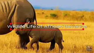 Inside the African Savanna: Wildlife Stories That Will Leave You Speechless