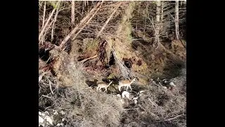 wild deer in co galway