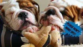 Hide-A-Squirrel Dog Toy Tested By Our Bulldogs
