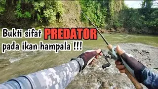 Hampala di sungai ini sangat bernyali besar!!! || Ipenk Real Life