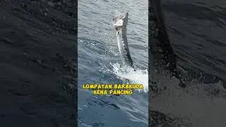 Lompatan Ikan Barakuda Kena Pancing. #mancing #ikan #fishing #hewan #fish #animals #barakuda