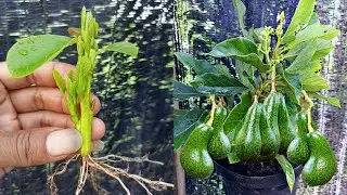una manera fácil de propagar árboles de aguacate con el método de esquejes