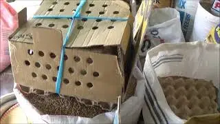 We Bought 10 Layer Chicks