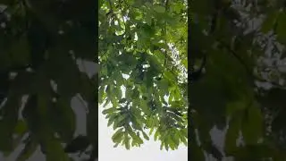 Mattos Nascimento Clip Gravado aqui em casa.
