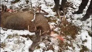 Driven hunt in poland - Desember 2021 - Gunni og Vikingur   4K