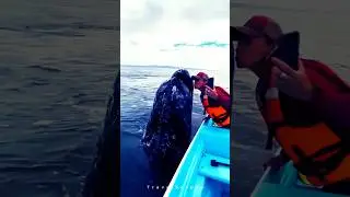 Close Encounter with Gray Whales 🐳 | The Spirit of the Ocean 🌊 #shorts #4k #whale