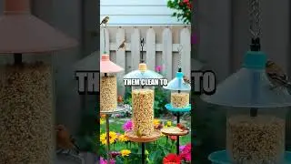 Sustainable Backyard Birdwatching Tips