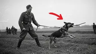 Dog under hedge, camo net on truck: what did the map miss? Normandy &rsquo;44 | WWII War Story