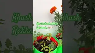 Vegetable and flowers mix gardening on Trace garden#flowers #howtomakecompost