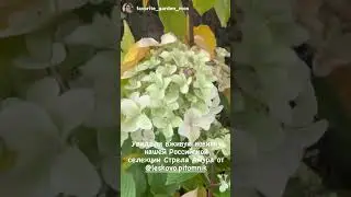 4 из коллекции гортензия &laquo;Стрела Амура&raquo; от питомника Лесково,автор сорта Татьяна Васильевна Смирнова