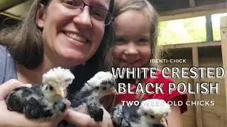 White Crested Black Polish: 2-Week-Old Chicks