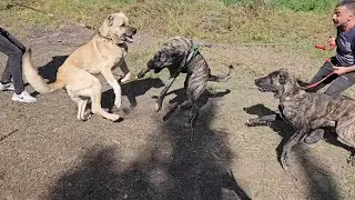 ÇAPAR KARDEŞLER KEŞİ ARAYA ALDILAR ~KEŞ 2 KÖPEĞE KARŞI GELEBİLECEKMİ~YOKSA KORKACAKMI?