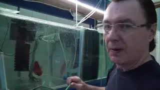 Aquarists of Russia Быстрое лечение