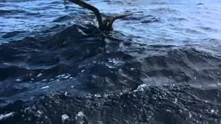New Zealand and white-faced storm-petrel slow motion