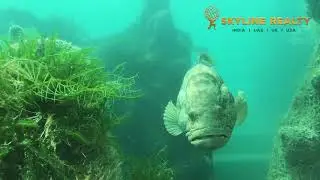 The Floating Sea Horse | Heart of Europe