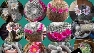 Coleção de mammillarias   #colecaodemammillarias #cactos