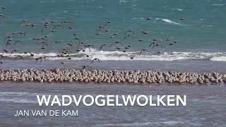 wadvogelwolken    HD 1080p