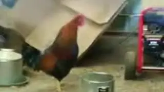 Rooster Alarm