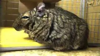 Degu to appeal wants to play