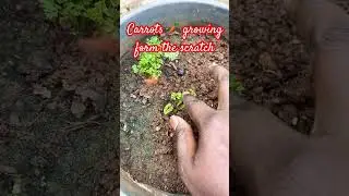 Carrots growing form the scratch   #viral #gardening #trending #minigarden #vegetablegarden #shorts
