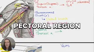Pectoral Region: Review of the Upper & Lower Limbs - Anatomy Bootcamp