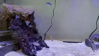Neolamprologus tretocephalus care sheet