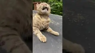 The Catnip Was TOO STRONG #shorts