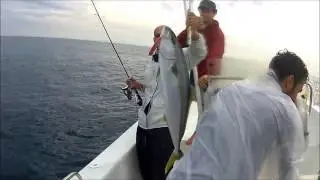 Olhet&atilde;o no popper - Laje de Jaguaruna, Brasil (Yellowtail Kingfish on Popper)