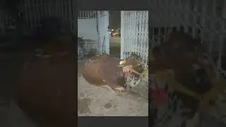 Chand Rath memories ||Cattle Rearing||Short Video