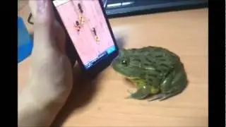 Smartphone-Games - Ein Frosch als Raubtier!